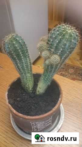 Кактус Москва - изображение 1