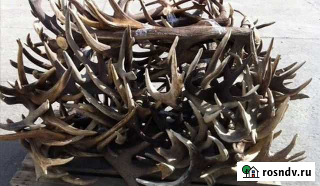 Рога лесных обитателей Огаревка - изображение 1