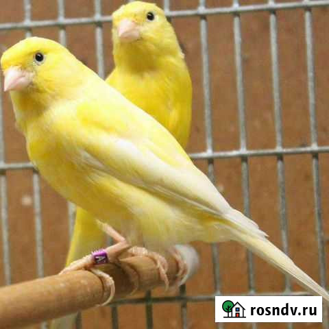 Канарейки ватерслагер Бердск - изображение 1