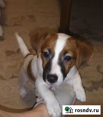 Щенки джек рассел терьер Белгород - изображение 1