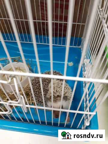 Карликовый еж Набережные Челны - изображение 1