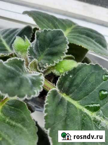 Глоксиния Новомосковск - изображение 1