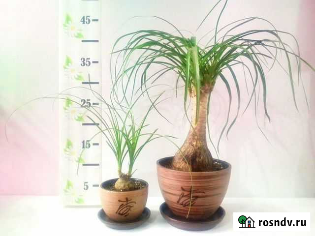 Комнатное растение - Нолина Челябинск - изображение 1