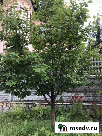 Саженцы от 1 года до крупномеров Челябинск - изображение 1