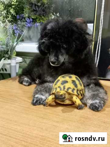 Щенок карликового пуделя Краснодар - изображение 1