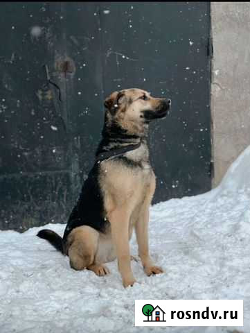Собаки бесплатно в добрые руки Самара - изображение 1
