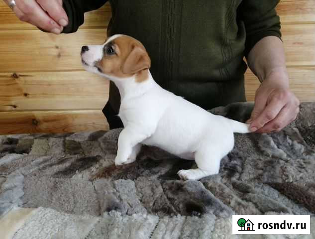 Щенки Джек Рассел терьера с документами РКФ Орехово-Зуево - изображение 1