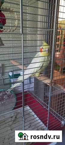 Попугай корелла с клеткой Новороссийск - изображение 1