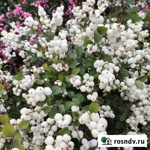 Снежноягодник Новотитаровская - изображение 1