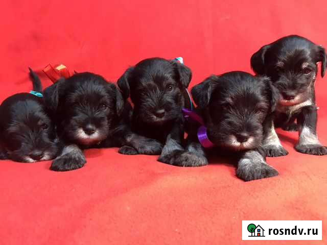 Цвергшнауцер щенки Саратов - изображение 1