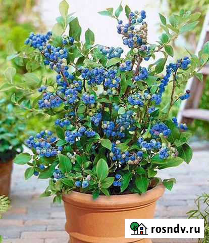 Голубика на подоконнике Якутск - изображение 1