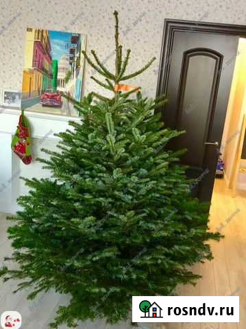 Пихта Датская с доставкой Москва - изображение 1