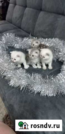 Шотландские котята Ульяновск - изображение 1