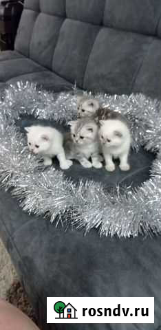 Шотландские котята Ульяновск - изображение 1