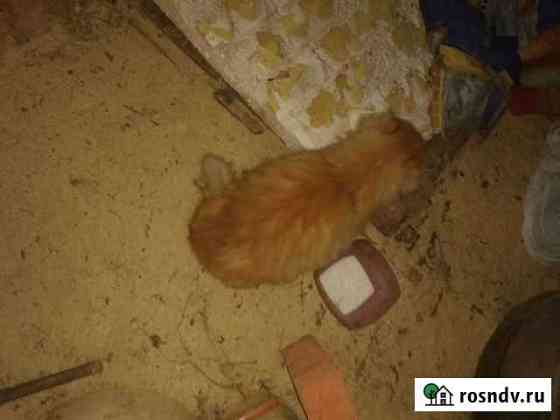 Отдадим кота в хорошие руки Козельск