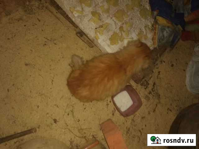 Отдадим кота в хорошие руки Козельск - изображение 1