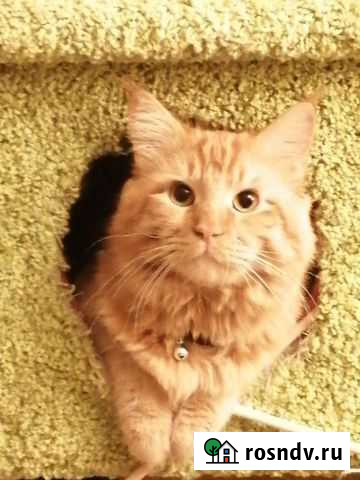 Ищем кошечку Мей-кун. Вязка Казань - изображение 1