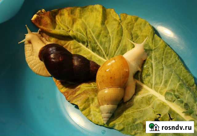 Улитки Ахатина Омск - изображение 1