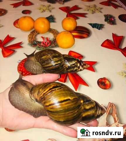 Улитки ахатины бесплатно Нижний Новгород - изображение 1