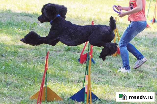 Дрессировка собак. Послушание. Аджилити. Трюки Майский - изображение 1