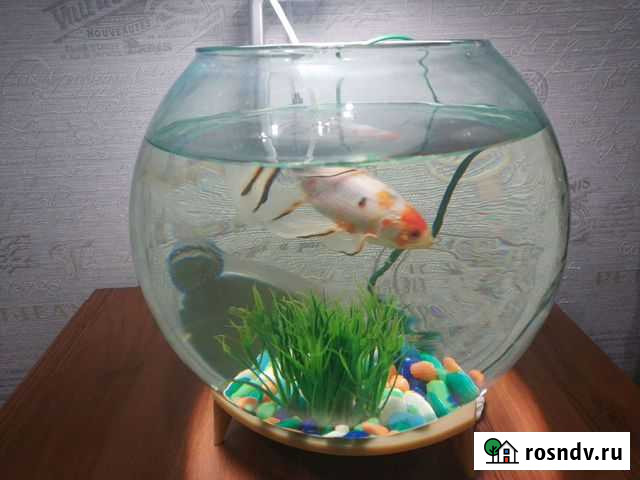 Аквариум 20л Волгоград - изображение 1