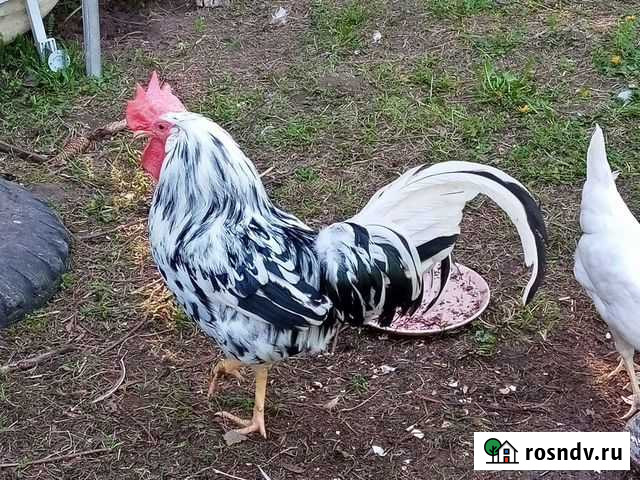 Петух леггорн долматинец Калуга - изображение 1