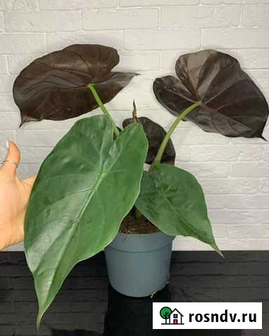 Алоказия Венти / Wentii Астрахань - изображение 1