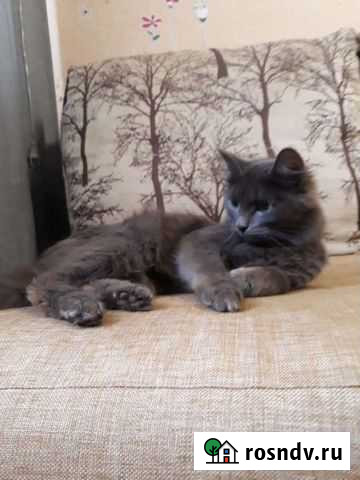 Кошка Уфа - изображение 1