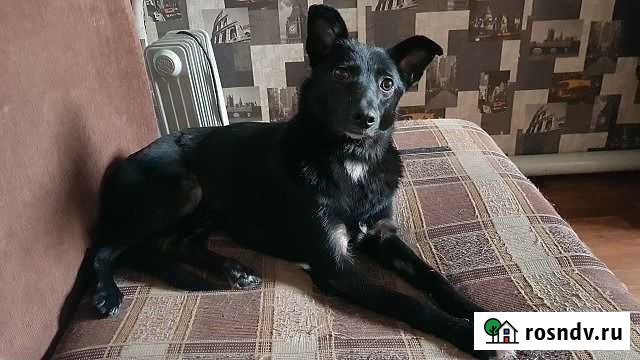 Стерилизованная домашняя собака Ёлка в добрые руки Тамбов - изображение 1