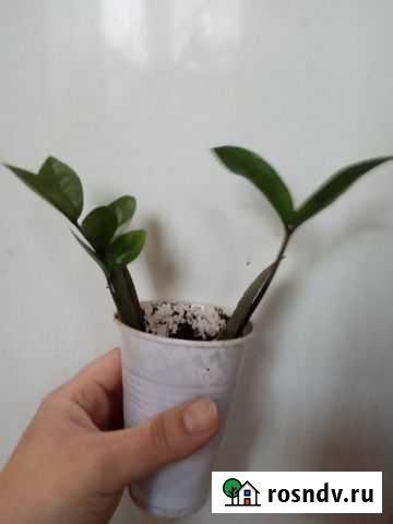 Замиокулькас проросток Санкт-Петербург - изображение 1