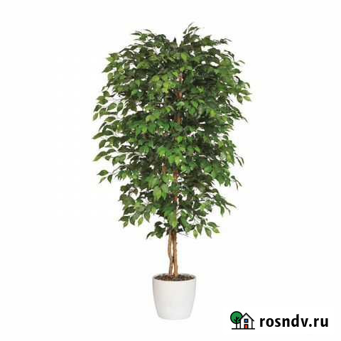 Фикус бенджамина Майкоп - изображение 1