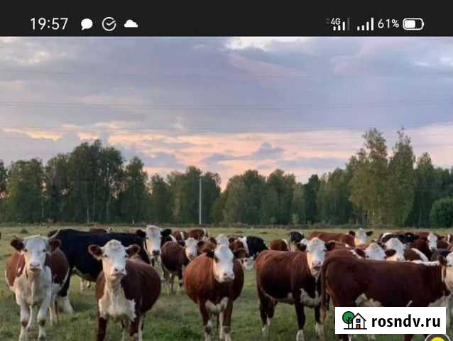 Бычки(100-160кг) и телки Солонешное - изображение 1