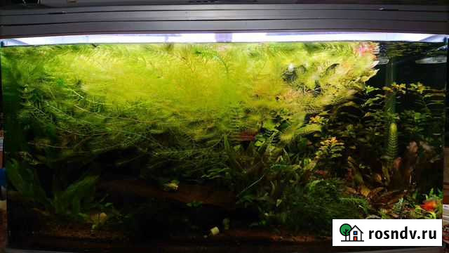 Роголистник Вологда - изображение 1