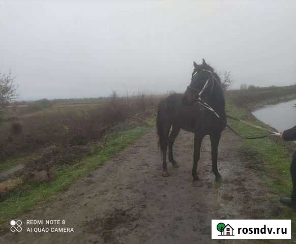 Лошадь англо-карачай Новая Мака - изображение 1