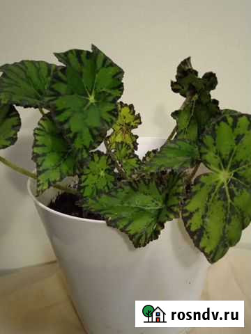 Бегония Бауэра Воронеж - изображение 1