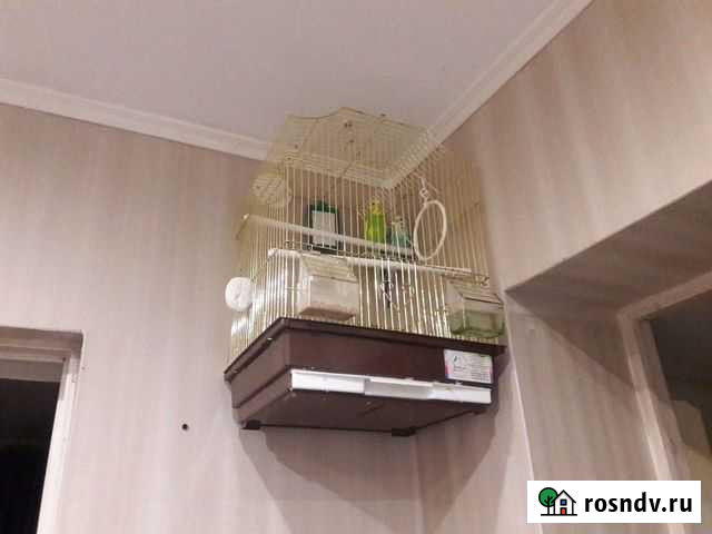 Попугай с клеткой Гиагинская - изображение 1