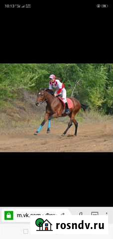 Продается кобыла Остин Казанская - изображение 1