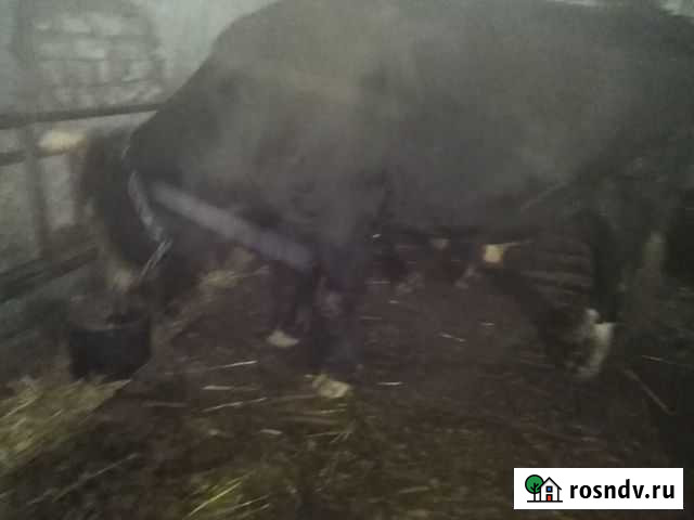 Бык Степное - изображение 1