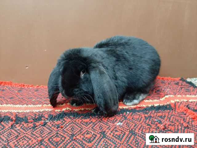 Французский баран Пенза - изображение 1