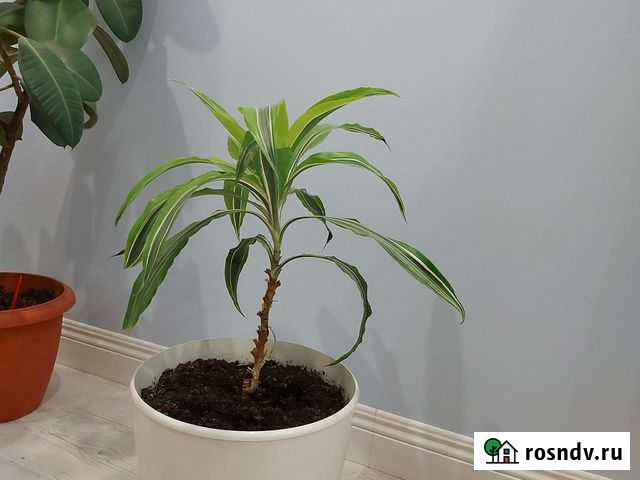 Пальма Химки - изображение 1