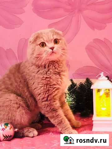 Шотландский красавчик Белгород - изображение 1