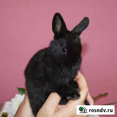 Малыши породы Минор Бийск - изображение 1