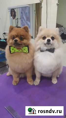 Стрижка собак и кошек в салоне и с выездом на дом Омск - изображение 1