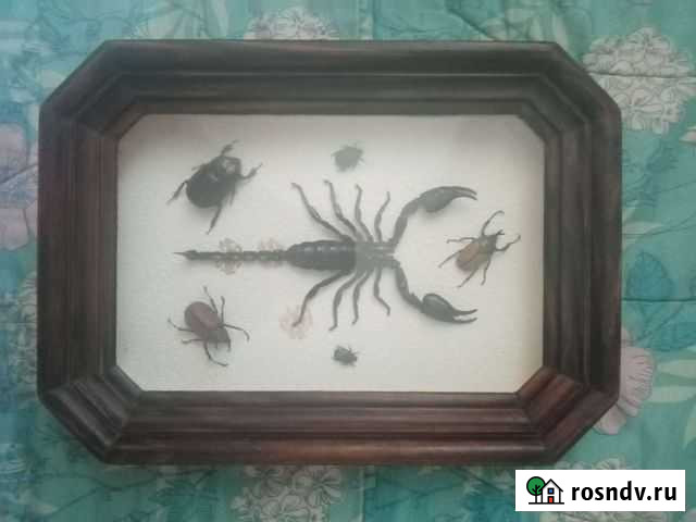 Жуки Валуйки - изображение 1