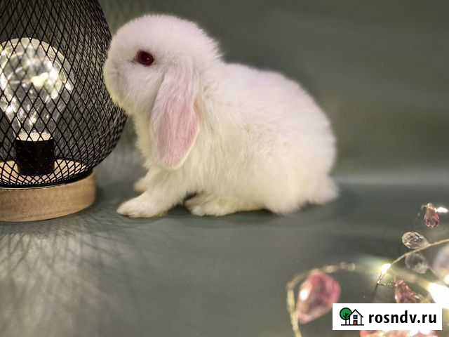 Кролик карликовый вислоухий минилоп Пушкино - изображение 1