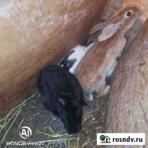 Кролики самцы обмен на самку Бронницы