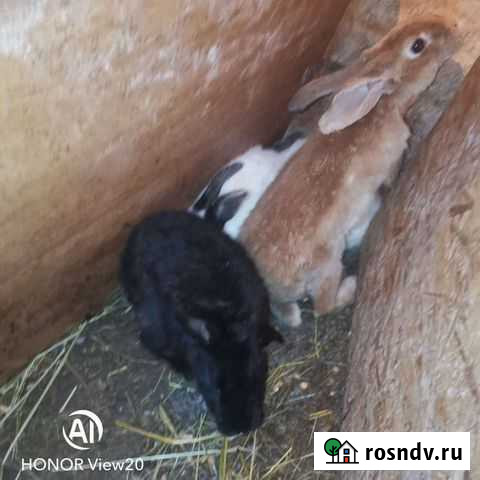 Кролики самцы обмен на самку Бронницы - изображение 1
