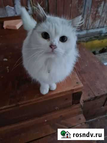 Красотка в беде Санкт-Петербург - изображение 1