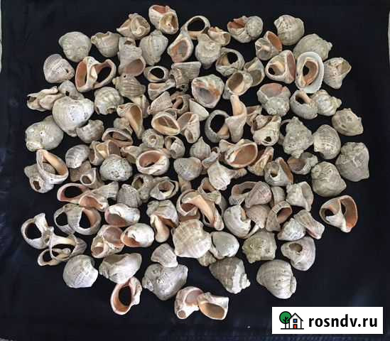 Морские ракушки раковины Омск - изображение 1