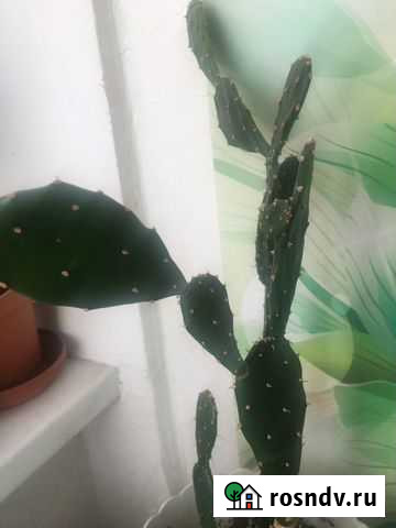 Кактус Калининград - изображение 1